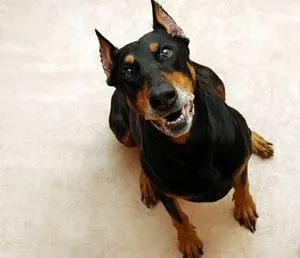 caracter Doberman, rasa descriere, preturi pentru catei, videoclipuri, comentarii ale proprietarilor de câini