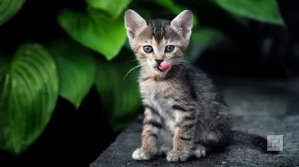 Acasă houseplants cum de a alege plante care sunt sigure pentru animale și pentru a îmbunătăți mediul