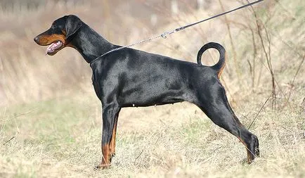 Doberman caracterizarea completă a rocilor, conținut special