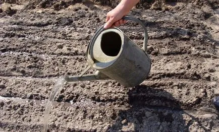 De ce și cum să dezinfecteze sol înainte de plantare puieți (față) De ce și cum să dezinfecteze sol înainte de plantare răsaduri