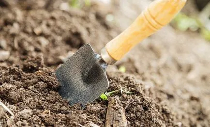 De ce și cum să dezinfecteze sol înainte de plantare puieți (dezinfecta decât la sol înainte de plantare puieți) De ce și cum să dezinfecteze sol înainte de plantare răsaduri