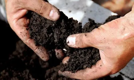De ce și cum să dezinfecteze sol înainte de plantare puieți (sol) De ce și cum să dezinfecteze sol înainte de plantare răsaduri