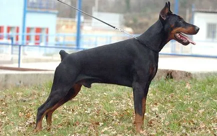 Doberman caracterizarea completă a rocilor, conținut special