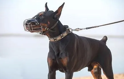 Doberman caracterizarea completă a rocilor, conținut special