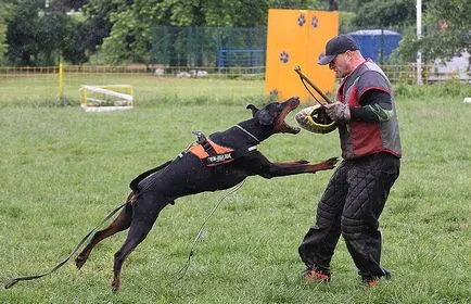 Doberman caracterizarea completă a rocilor, conținut special