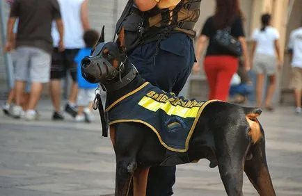 Doberman caracterizarea completă a rocilor, conținut special