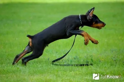 Descriere Doberman rase de caini, catei de pret (roca) Doberman descriere rasa de câine, prețul de pui