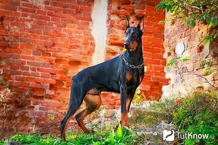 Descriere Doberman rase de câini, pui preț (Doberman) Doberman descriere rasa de câine, prețul de pui