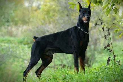 Istoria Doberman, caracterul și caracteristicile standard ale conținutului (fotografii și video)