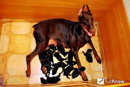 Descriere Doberman rase de caini, catei de pret (roca) Doberman descriere rasa de câine, prețul de pui