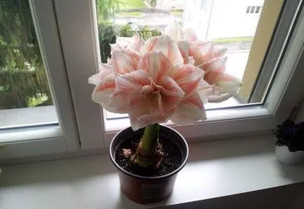 îngrijire flori Acasă Amaryllis, foto și video