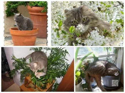 Acasă houseplants cum de a alege plante care sunt sigure pentru animale și pentru a îmbunătăți mediul