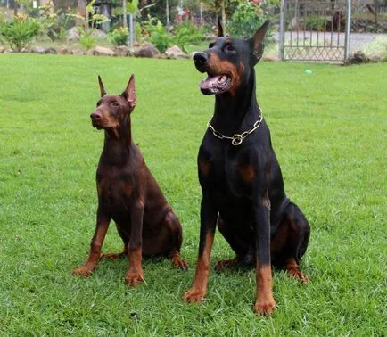 Doberman - caracteristică a rasei, descrierea