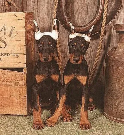 Doberman - caracteristică a rasei, descrierea