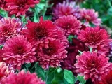 mazăre dulce - cultivarea de semințe de dulce fotografie mazăre, plantare și îngrijire de mazăre dulce