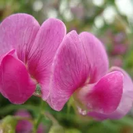 mazăre dulce în creștere, fotografie, o grădină de plante