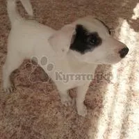 Corcitură (corcitură)