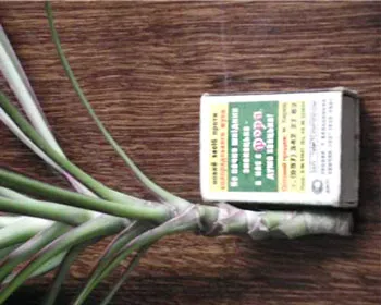 reproducerea Dracaena