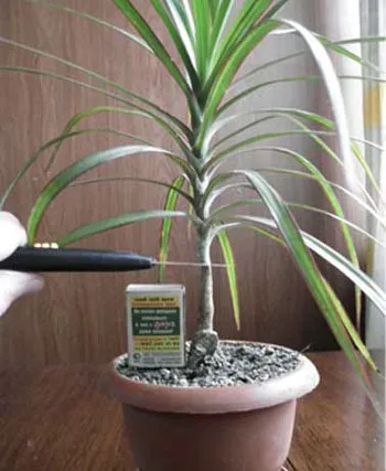 reproducerea Dracaena