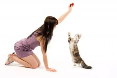 Formarea pisicilor pentru a începe