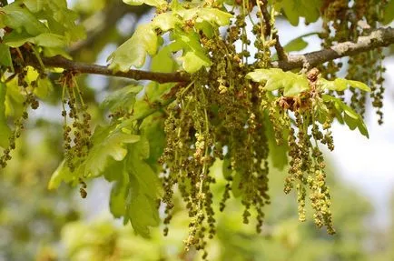 Oak - proprietăți utile descriere, specii, coaja de stejar, (tipuri) Oak - o descriere, specii, coaja de stejar, proprietăți utile
