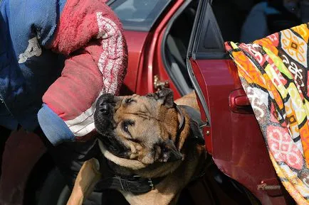Formarea de caini si catei din Moscova