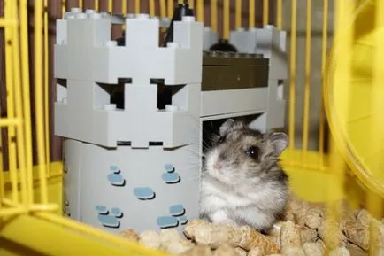 Casa de hamster cu propriile sale mâini (hamster) Casa de hamster cu propriile sale mâini