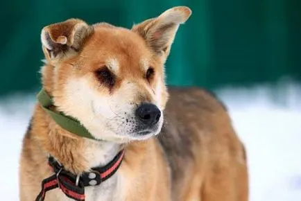 mutts Foto, corcitură, caracter corcitură, agresiune, de protecție, paza calitatea corcituri,