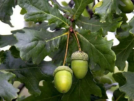 Oak - proprietăți utile descriere, specii, coaja de stejar, (tipuri) Oak - o descriere, specii, coaja de stejar, proprietăți utile