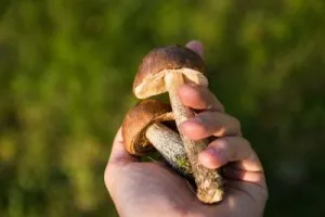 Avantaje și prejudicii de ciuperci pentru mituri umane și realitate