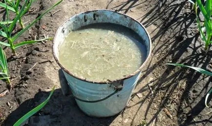 Fertilizarea hortensii în primăvară ca o garanție a creșterii și video înflorire