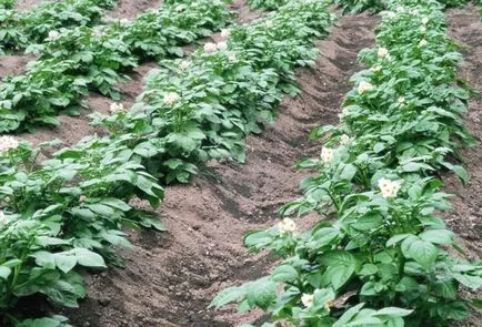 Fertilizarea cartofi după plantare