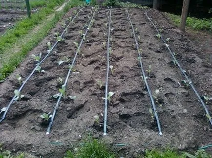 Udarea în seră, cu mâinile lor