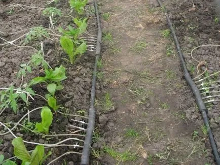 Udarea în seră, cu mâinile lor