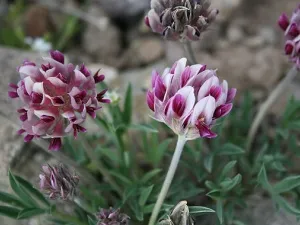 Plante Encyclopedia trifoi