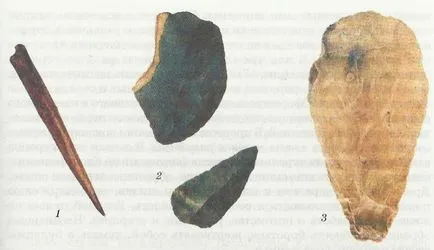 Etapele evoluției umane