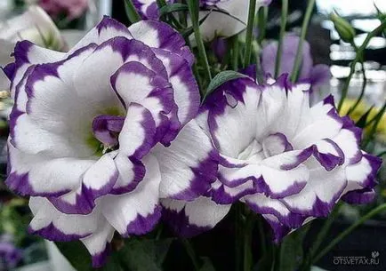 Eustoma de plantare și îngrijire fotografie perene (de îngrijire) Eustoma plantare perene și îngrijire foto