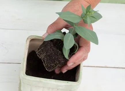 Eustoma mulți ani să crească din semințe, plantare, îngrijire, reproducere, foto, video