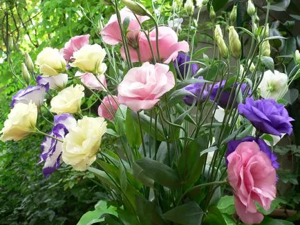 Eustoma mulți ani să crească din semințe, plantare, îngrijire, reproducere, foto, video