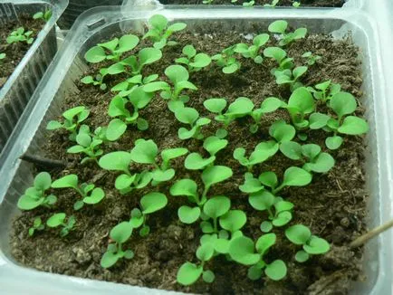Eustoma mulți ani să crească din semințe, plantare, îngrijire, reproducere, foto, video