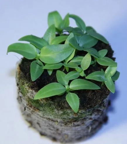 Eustoma mulți ani să crească din semințe, plantare, îngrijire, reproducere, foto, video