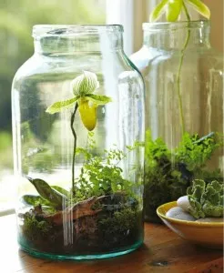 Florarium propriile mâini, flori de vis