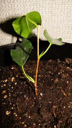 ingrijire de transplant Ficus benjamina, udare, fotografii