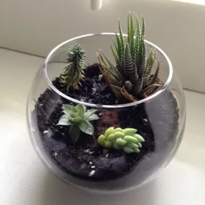 Florarium propriile mâini, flori de vis