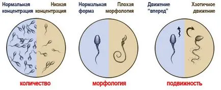 Fertilitatea la femei și bărbați, pe care-l