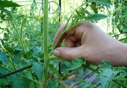 Formarea tomatele Bush în seră ca un drept, roșii în creștere, diagrama, video