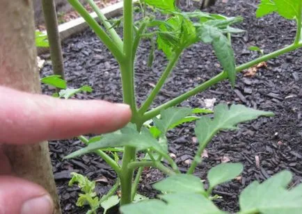 Formarea tomatele Bush în seră ca un drept, roșii în creștere, diagrama, video