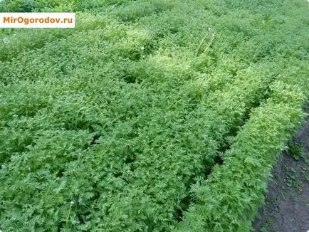 Phacelia ca îngrășământ verde pentru a îmbunătăți fertilitatea solului și vindecare