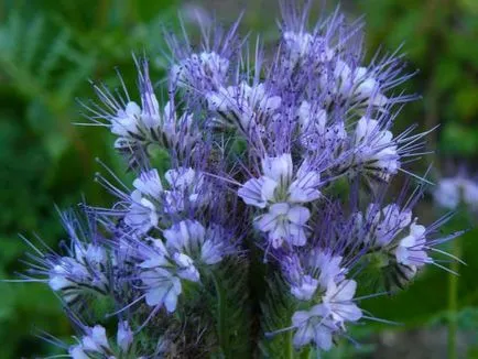 Phacelia îngrășăminte verzi ca descrierea și caracteristicile plantelor (îngrășăminte verzi) Phacelia gunoi de grajd verde ca o descriere și caracteristici ale plantelor