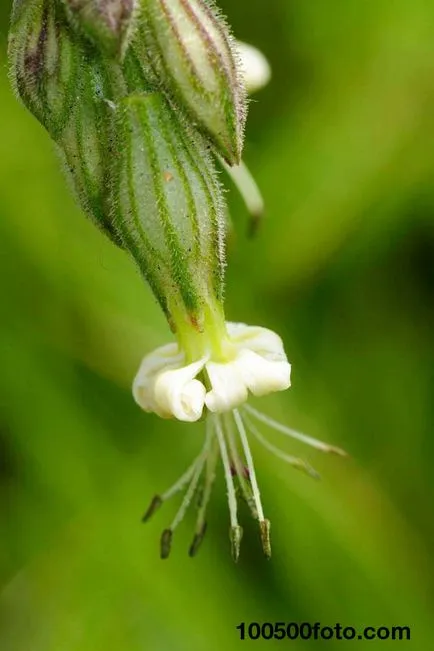 Fotografii din cele mai frumoase flori care infloresc numai pe timp de noapte